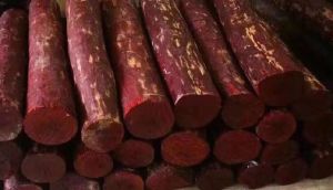 Red sandalwood