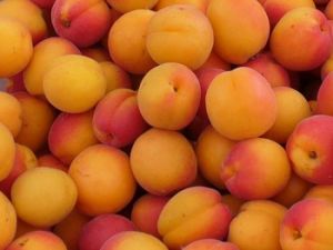 Fresh Apricot