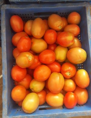 Fresh Tomato