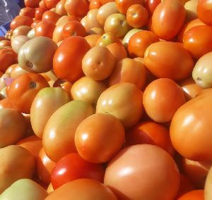 Fresh Tomato