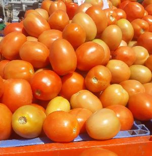 Fresh Tomato