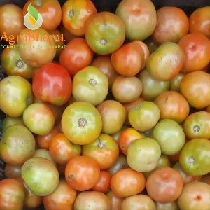 Fresh Tomato