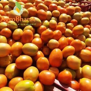 Fresh Tomato