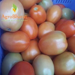 Fresh Tomato