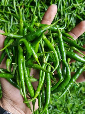 Fresh Green Chilli