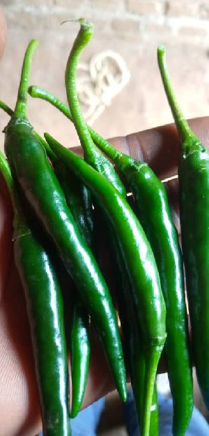 Fresh Green Chilli