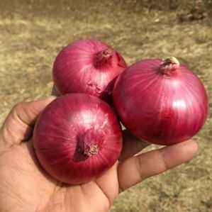 Fresh Red Onion