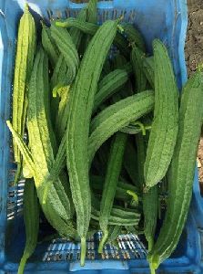 Fresh Ridge Gourd