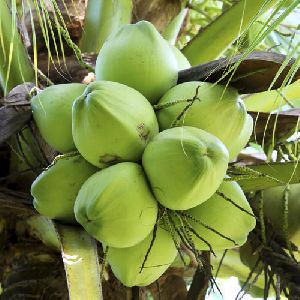 Tender Coconut