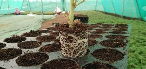 Geranium Plant