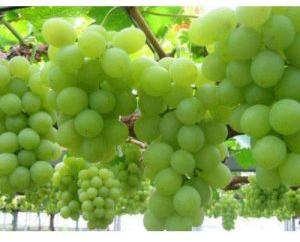 Fresh Grapes