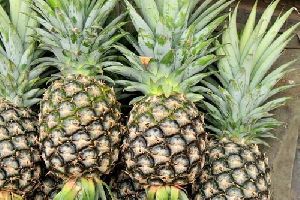 Fresh Pineapple