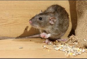 Rodents Control Service