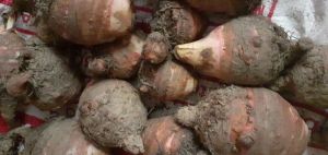 Pure organic Colocasia (Arbi)