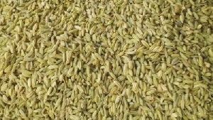 Fennel Seeds