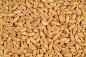 Wheat Grain