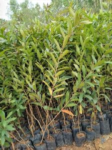Arjuna Plants