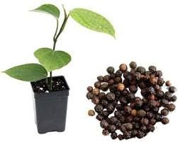 Black Pepper Plant