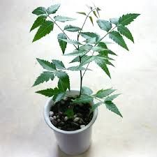 Neem Plant