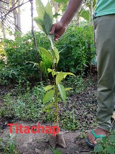 titachap plants
