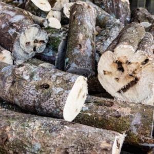 agarwood logs