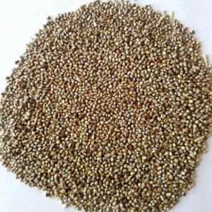 Brown Millet Seeds