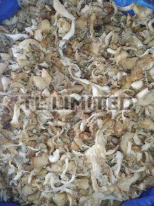 Red Dry Oyster Mushroom