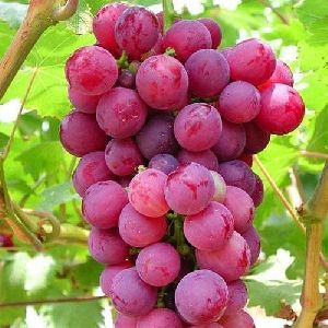 Fresh Pink Grapes