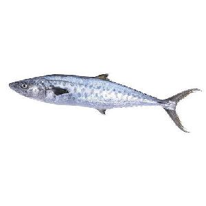 vanjaram fish