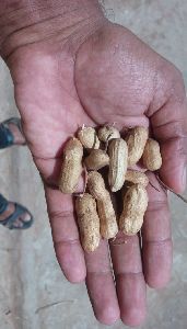 GROUNDNUT G24