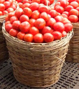 Fresh Tomato