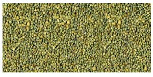 Green Millet Seeds