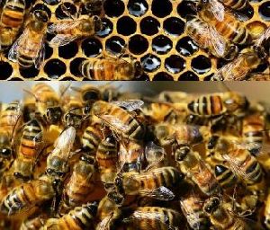Bee Breeding Services