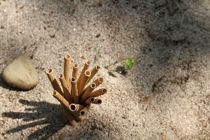 Bamboo Straw