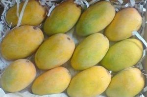 Fresh Kesar Mango