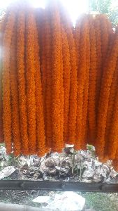 Marigold Flowers plants