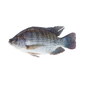 Tilapia Fish