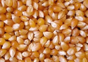 natural maize seeds
