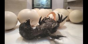 50 Egg Incubators