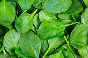 Fresh Spinach Leaves