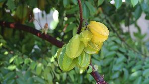 Fresh Star Fruit