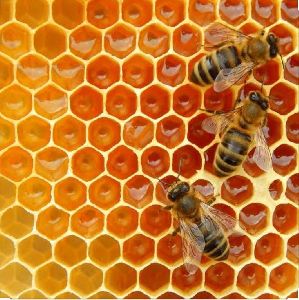 honey bee products