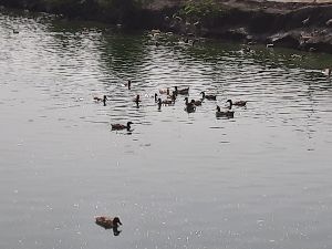 khakhi kambal ducks