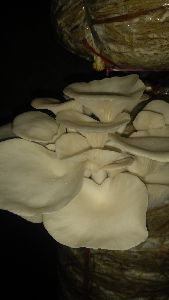 Oyster Mushroom