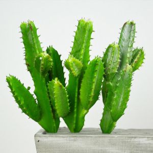 Cactus Plant