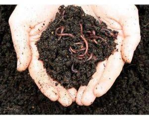 Organic Manure