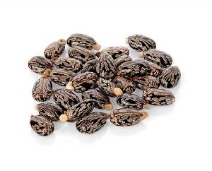 Castor Seeds