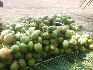 Green Coconut