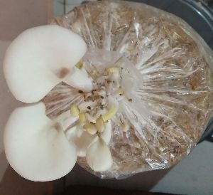 Oyster Mushroom