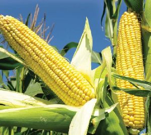 Yellow Corn